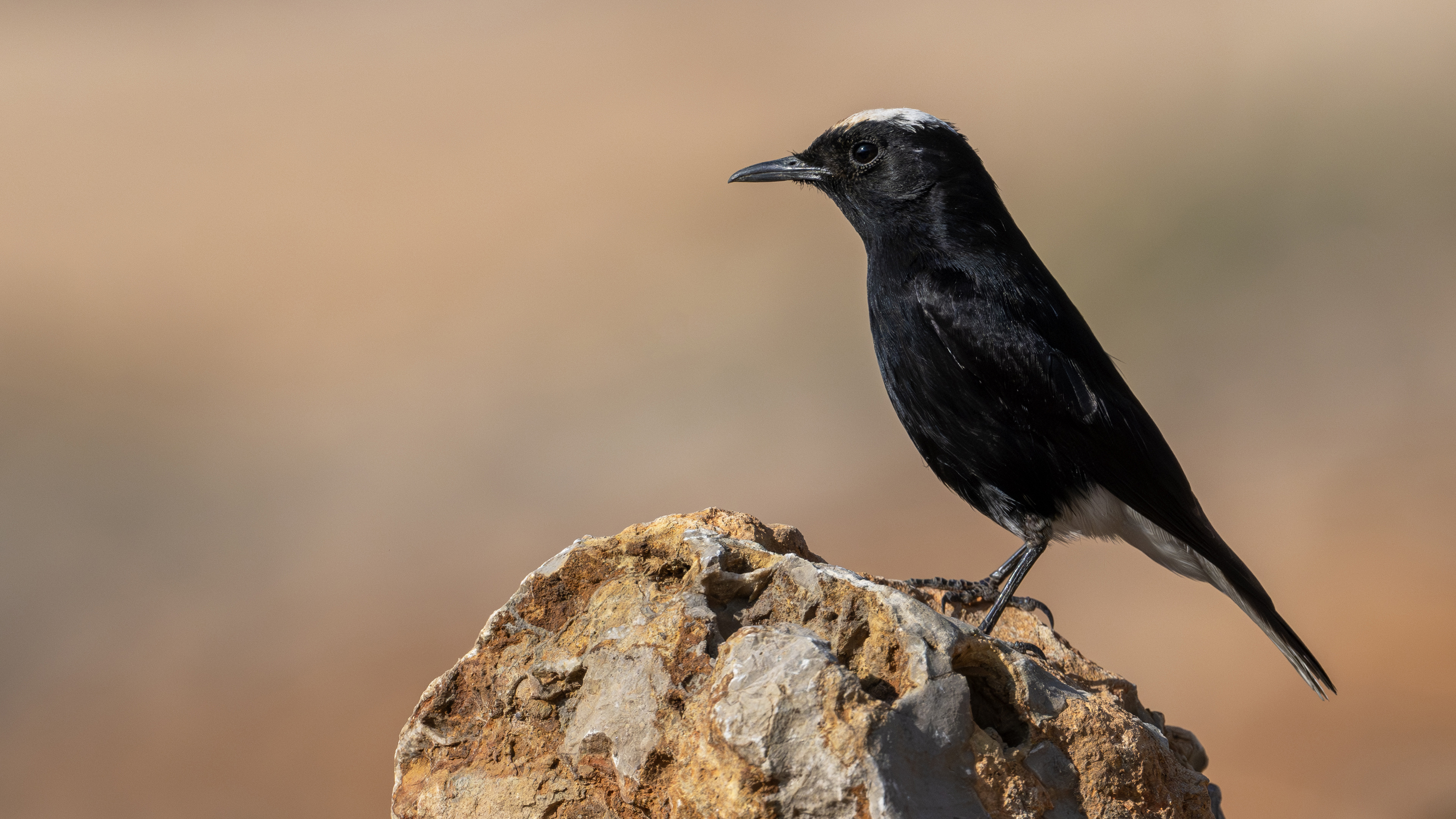 White-crowned Wheatear
